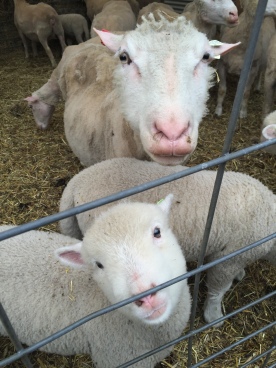 friendly lamb